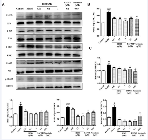 The effect of HDO on the phosphorylation level of key proteins downstream of VEGFR-2 in HUVEC detected by Western Blotting