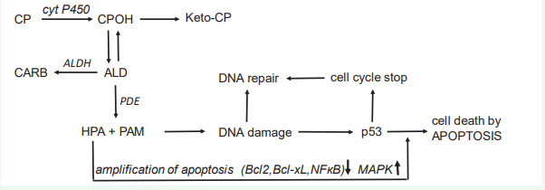 Figure 3 Mechanism of action of CP and other OX