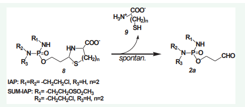 Figure 4 Spontaneous hydrolysis of thiazolidines (8 n=1) and perhydrothiazines (8 n=2) from aldophosphamide (8 R1 =H, R2 =R3 = -CH2 CH2 Cl) and I-aldophosphamide (8 R1 =R2 = -CH2 CH2 Cl, R3 =H) to ALD (2a) and L-cys (9 n=1) or homocysteine (9 n=2).