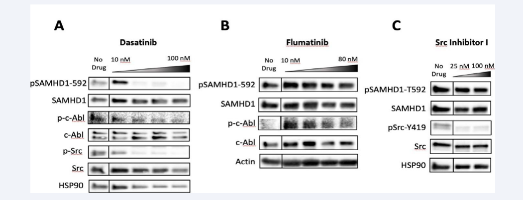 A: Dasatinib inhibits Abl and Src phosphorylation. B: Flumatinib, Abl specifici inhibitor, does not reduce SAMHD1 phosphorylation. C:  Inhibiting Src, with Src inhibitor I, does not inhibit SAMHD1 phosphorylation.