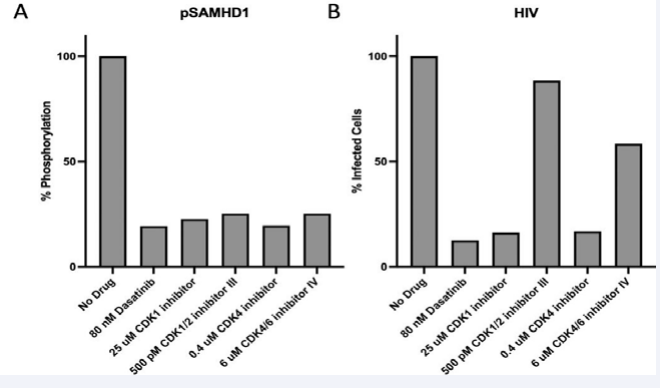 A: SAMHD1 phosphorylation in macrophages is reduced by dasatinib and by specific inhibitors of CDK1, 2, 4 and 6. B: Pre-treatment of  macrophages with dasatinib and specific inhibitors of CDK1, 2, 4, and 6 reduces HIV-1 infection.