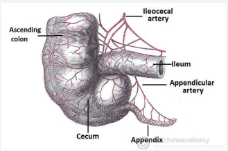 Blood supply to caecum and appendix; proximal mesoappendix containing branches to caecal pole and base of appendix.