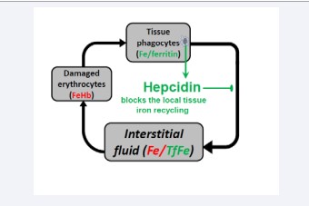 Figure 2 Local iron recycling. The hepcidin expressed locally in COVID-infected lungs presumably prevents free iron accumulation in lung fluids. The hepcidin temporally blocks local iron recycling locking the accumulated iron inside of iron-sequestrating cells.