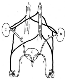 Figure 3: The vascular system reaching the testicles according to Aristotle: A, B: vena cava and aorta respectively; C, D: right and left kidney respectively; E, F: ureters; G: the urinary bladder; H, I: ductus deferentes; L, M: epididymides; N, O: testicles.