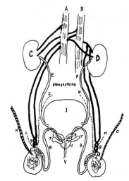 Figure 5: Galen’s vascular system concerning the arteries, veins muscles and nerves reaching the testicles44. A B: vena cava and