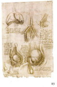 Figure 8: Observe mainly the right drawing below (the upper parts show the lungs (left) and the iliac vessels (middle and right).