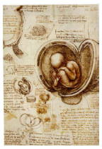 Figure 9: Leonardo’s drawing representing the foetus into the placenta