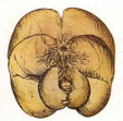 Figure 13: The back side of the human brain.