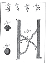 Figure 25: Leeuwenhoek’s illustration of red blood corpuscles 1) in a salmon; 2-4) in an eel; 5-6) several eel red blood corpuscles gathered into globes; 7) anastomotic capillaries between an artery (HI) and a vein (BA) (after A short History of Medicine, by Ch. Singer and E. Ashworth Underwood2 , Oxford, at the Clarendon Press, 1962)90.