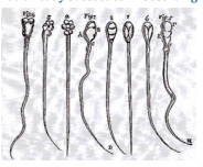 Figure 27: The different kinds of spermatozoa Leeuwenhoek supposed to have seen.