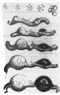 Figure 29: De Graaf’s plate illustrating the ovaries and the “graafian follicles”