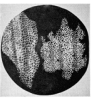 Figure E: Hooke’s illustration of the cork “cells” cut longitudinally (left) and transversally (right).  As for Malpighi, he called them “utriculi”, i.e. “little bags” (which contained “air” in his opinion) that have nothing at all to do with our “cells”!