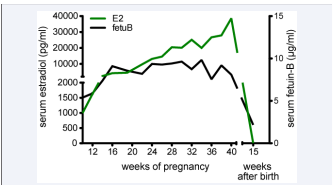 Figure 1 Association of serum Fetuin-B and endogenous estradiol during pregnancy. Serum estradiol (E2, green) and serum Fetuin-B (Fetuin -B, black) of one woman is depicted during and after the pregnancy.