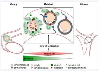 Figure 2 Fetuin-B is essential for fertilization. The oocyte develops in the ovary. After ovulation cumulus cells and follicular fluid-derived Fetuin-B protein surround the oocyte. Fetuin-B inhibits spuriously released ovastacin, and prevents premature ZP hardening. Fetuin-B thus maintains female fertility. At the time of fertilization, cortical granules are burst-released, and the high amount of ovastacin liberated overwhelms the Fetuin-B inhibitory potential, which leads to physiological ZP hardening. Further sperm binding and penetration is blocked. The hardened ZP protects the pre-implantation embryo during its travel down the oviduct into the uterus. Embryo hatching occurs immediately before the embryo implants into the endometrium. Fetuin-B concentration surrounding the oocyte is initially high enough to inhibit spurious ovastacin activity, but diminishes quickly along the route the oocyte and pre-implantation embryo take to meet sperm and implantation site. Thus fetuin-B concentration matches the need required at the respective sites of the reproductive tract.