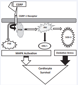 Figure 5 Diagram showing the inhibitory effect of CGRP on the PI3K/ Akt pathway protein expression via the CGRP-1 receptor. P38-MAPK and ERK1/2-MAPK are activated by CGRP1-37 in an Akt-independent and dependent manner, respectively. The activation levels of the latter versus the level of oxidative stress may dictate the overall cellular response to CGRP1-37. Filled arrows designate an inhibitory action, while unfilled arrows denote an activation process.