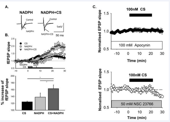 Figure 1 A) The representative data of field excitatory postsynaptic potentials fEPSPs in the CA1 region of the hippocampus induced by stimulation of the perforate pathway. B) Applying 100nM corticosterone (CS) and/or 1?M NADPH rapidly increased fEPSPs via non-genomic action. All data were obtained in the presence of 500 nM actinomycin D to confirm non-genomic action. Simultaneous application of 100nM CS and 1?M NADPH increased fEPSP remarkably. C) Non-genomic action by CS is ameliorated by an NADPH oxidase inhibitor (100?M apocynin) or Rac1 inhibitor (50?M NSC23766). These data are from (25).