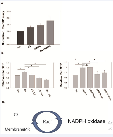 Figure 2 A) Ten min after addition of corticosterone (CS) and/or NADPH, Rac1 GTPase was activated in the CA1 region of the hippocampus. CS and NADPH had an additive effect. B) Rac1 activation by CS and/or NADPH was blocked by 1?M spironolactone, apocynin, and Tempol. C) Rac1 is a key factor in the feedback loop between mineralocorticoid receptors (MR) and NADPH oxidase.