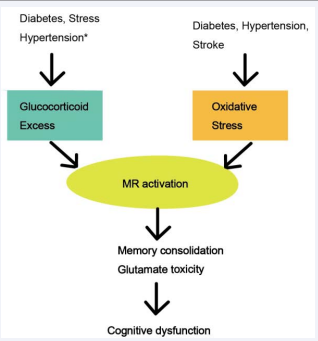 Figure 3 Chronic oxidative stress and excess corticosterone (CS) induce mineralocorticoid receptor (MR) activation that leads to memory impairment.