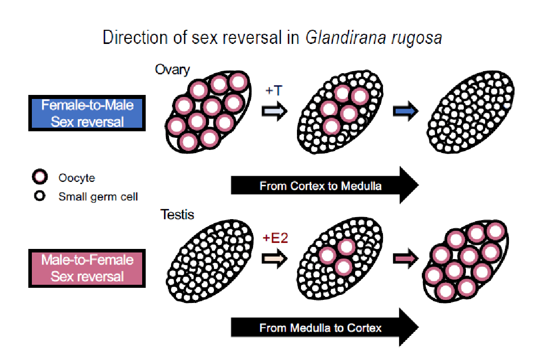 Figure 1 Direction of histological changes in the gonad during sex reversal in G. rugosa.