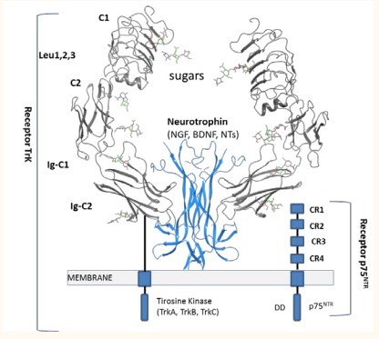 Figure 1 General structure of Neurotrophins (NGF, BDNF, NT-4 or NT-3) bond to the Trk/ p75NTR receptors. Sugars; GlcNAc, GalNAc.