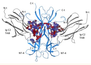 Figure 2 3-D Structure of NT-4 (blue) /Ig-C2TrkB (grey) complex [24] (PDB ID 1hcf).