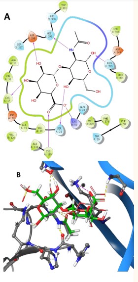 Figure 5 (A) Ligand interaction of 140843825 with NT/TrkB complex; (B) dock of chondroitin sulfate (grey) and 140843825 (green) in the binding site of complex.