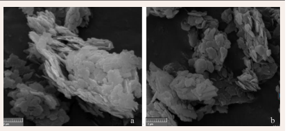 SEM image of template hydrotalcite before and after  adsorption.