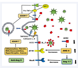 Renin angiotensin system in the pathogenesis of SARS-CoV-2 infection.  The viral S protein binds to ACE2 after proteolytic modification by TMPRSS2  (transmembrane protease serine 2) and Cathepsin L. The linkage of the modified  S protein to ACE2 facilitates the virus entry into the cell and decreases ACE2  expression on the cell surface. The cellular internalization of virus/ACE2  complex decreases ACE2 and increases Ang II activity and the expression of  ADAM17 (disintegrin and metalloproteinase 17) on the cell surface, which by  acting on ACE2, decreases even more the expression of this molecule on cellular  surface. Increased Ang II activity on AT-1 receptor induces the production of  pro-inflammatory cytokines, oxidative stress (ROS), fibrosis, vasoconstriction,  and increases activity of ADAM17. ADAM17 also acts on membrane pro-TNFalpha producing the active molecule that interacts with its receptor and induces  the production of additional ADAM17. The activity of ADAM17 on ACE2 and  the internalization of the virus/ACE2 complex reduce ACE2 on cell surface and  increase this molecule in the extracellular space. This process induces increased  Ang II activity by impaired conversion of Ang II into Ang 1–7 leading to drastic  increase in the production of cytokines with the consequent deleterious effects.