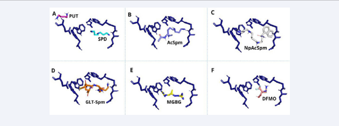 Positioning of ligands in the PotD binding pocket resulting from molecular docking. A: SPD: acronym for the spermidine polyamine interacting with the  potD binding pocket; a PUT: acronym for the polyamine putrescine shown to be outside the binding pocket and not interacting with the pocket amino acids. With  this knowledge, it is possible to understand that this periplasm is theoretically a spermidine carrier; B: the Acetyl-spermine molecule, present in the interaction  with the amino acids of the binding pocket; C: the Naphthyl molecule conjugated with acetyl-spermine, receiving the name of Naphthyl Acetyl-spermine, present  in the interaction with the amino acids of the binding pocket; D: the Glutathionyl molecule conjugated with spermine, called Glutathionyl-spermine, present in the  interaction with the amino acids of the binding pocket; E: drug MGBG interacting with potD binding pocket amino acids; F: DFMO drug interacting with potD binding  pocket amino acids.