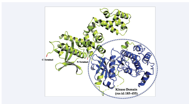 The representation of Central Catalytic Kinase Domain (res id:185-455) marked as blue in the crystal structure of human GRK2  (hGRK2) protein (PDB Id. 3V5W).