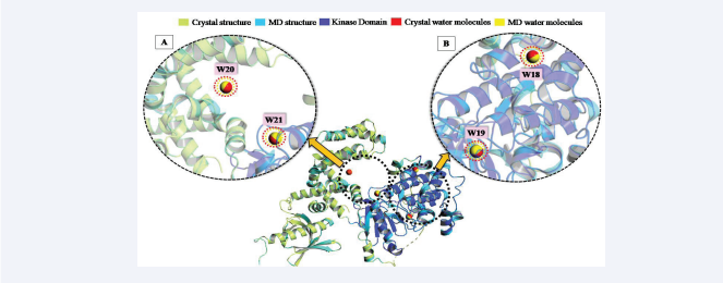 The Superimposed complex between X-ray and MD structures (PDB Id. 3V5W). (A) Superimposition of Conserved water sites W18 and  W19 (B) Superimposition of Semi-conserved water sites W20 and W21.