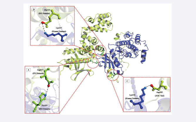 The Salt Bridge mediated H-binding interactions (Å) of Kinase Domain with other domains in crystal structure of PDB Id. 3V5W. (A)  His185--- Asp637, (B) Lys215---Glu523, (C) Lys228---Asp502.