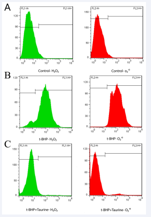 Histogram graphs of flow cytometry of mouse testis stained with  DCFH and DHE. The green line shows development of fluorescent dye of DCFH  which was collected in fluorescence detectors 1 (FL1) and red line shows the  development of fluorescence dye of DHE which was collected in fluorescence  detectors 2 (FL2). (Date analyzed by Mann-Whitney (Non parametric) test). A: shows the level of H2O2 and O2 •- in control group. B: A significant increase  in H2 O2  and O2 •- levels in the t-BHP treated compared to the controls group (p <  0.009). C: A significantly reduced H2O2 and O2 •- in the t-BHP+Taurine treated  compared to the t-BHP group (p < 0.008)