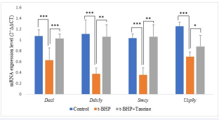 mRNA expression of Dazl, Ddx3y, Smcy, & Usp9y in mice testis. The expression level of Dazl, Ddx3y, Smcy, & Usp9y were significantly  downregulated in the t-BHP treated mice compared to those in the control  group. (Data analyzed by One Way ANOVA Error bar: STDV) (p<0.001). The expression level of Dazl, Ddx3y, Smcy, & Usp9y were significantly  upregulated in the t-BHP+Taurine treated compared to the t-BHP treated. (Data  analyzed by One Way ANOVA Error bar: STDV) Respectively (p<0.001, p =  0.030, p = 0.002, p = 0.011).  * Shows a significant difference at level p<0.05. **Shows a significant difference at level p<0.01. ***Shows a significant difference at level p<0.001.
