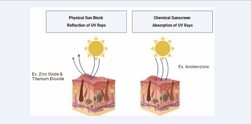 Figure 1 Physical Sun Block Vs Chemical Sunscreen (Created in Biorender Software).