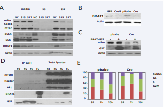 BRAT1 is a possible member of mTOR pathways and critical  for cell growth. A. Control (NC) and BRAT1 knockdown (S15 and S17) Hela  cells were cultured in 10% FBS/DMEM (media) or serum-free DMEM for 24 h  (SS), followed by 10% complete DMEM for 2 h (SSF). Total lysates were isolated  and subjected to immunoblotting with indicated antibodies. Actin was used as  internal control to validate protein loading. B. Mouse embryonic fibroblasts  (MEFs) were isolated from E15 of BRAT1flox/flox female mouse as described  in Materials and Methods. Cells were transfected with GFP only (V) or CreGFP plasmid (CreG). C. Immortalized MEFs infected with pBabe retrovirus  (pbabe) or Cre gene retrovirus (Cre) were transfected with BRAT-GST plasmid  (+) or GST vector plasmid (-). After 48 hour, Total lysates were subjected to  immunoblot. D. 293 cells were transfected with plasmids expressing GST-fusion  fragments (#3, 5, 6) or full-length (FL) of BRAT1. Total lysates (1 mg/sample)  were subjected to immunoprecipitation with GSH-sepharose beads. After  immunoprecipitation, samples were blotted with the indicated antibodies. E.  Control (pbabe) and BRAT1 knockout (Cre) MEFs were culture in plain DMEM  for 24 hr, and then re-cultured in 10% complete DMEM for 7 or 20 h. Cell cycle  was quantified by single-parameter flow cytometry after PI staining. Graphs  represent percentages of cells in sub-G1, G1, S, and G2/M phases. Data shown  here are representative of three independent experiments performed.
