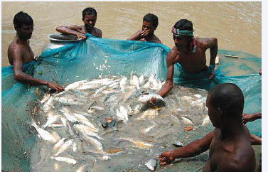 Inland aquaculture has improved the economic condition of many rural households.