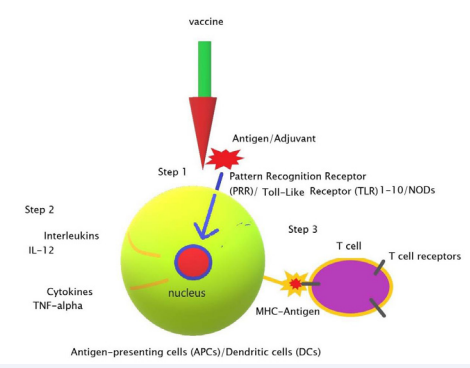 Early innate immune responses to vaccines