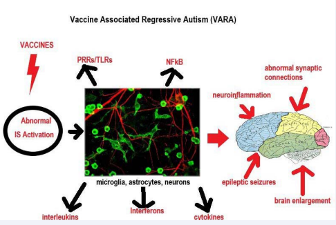 Interplay between abnormal immune system (IS) responses to vaccines, inflammatory activation of neural cells, and functional brain impairments associated with vaccine associated regressive autism (VARA). (PRRs: pattern recognition receptors; TLRs: Toll-like receptors; NFkB: nuclear factor kappa B.) (Photo credit: Mixed rat brain cultures stained for coronin 1a, found in microglia here in green, and alpha-internexin, in red, found in neuronal processes, Gerry Shaw, 2005, CC-SA 3.0.) (Brain image credit: Henry Vandyke Carter, in Gray’s Anatomy, Lea and Febiger Publisher, 1918-in public domain.)