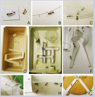 Figure 1. A: ants reacting to an isolated worker’s head, a source of alarm pheromone.  B: an ant following a circular trail. C: ants escaping from an enclosure through a  notch in its rim. D: the apparatus used for assessing the ants’ ability to traverse a  path with twists and turns to leave a small zone. In the photo, two ants have reached  the large zone. E: the experimental design used for studying the ants’ navigation.  The foraging area, the nest tubes, the sugar water, the maze with four choice points,  the visual cues to the right and the left of the meat, and the cup where the tested ants  were momentarily maintained are visible. F: the apparatus set in the nest entrance  to induce ants to establish a single travel pattern for going in and out of their nest.  G: an ant under visual operant conditioning giving the correct response when tested  in a Y maze: it moves towards the branch containing the visual cue (a hollow green  cube). The arrows indicate the two possible paths; the dotted lines mark the limits  of the Y maze. H: ants in front of a glass barrier they must walk around in order  to reach the nest entrance. I: the apparatus, made of a rough substrate and two  smooth paths, set in front of the nest entrance, shows that ants primarily move on  the smooth paths
