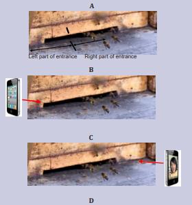 Figure 1. Planning of a proposed experiment allowing revealing bees’ avoidance of  EMF. Details are given in the text. You are invited to send your results to the author