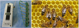 Table 1: Proposed inventory of the bees’ health and of their surrounding  electromagnetic field. Two assessments should be done, one of the EMF intensity  (an exact measure or an estimation of it), the other one of the bees’ health (an  evaluation). You are invited to send your assessments to the autho