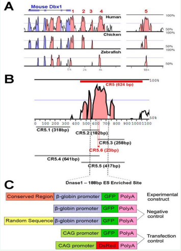 1 Sequence analysis to predict Dbx1 cis-elements and experimental construct design for functional verification. (A). Multiple-species alignment of Dbx1 sequences from human, chicken, and zebrafish using mouse sequence as baseline. The sequence alignment reveals highly conserved regions (CR, pink peaks) of the noncoding Dbx1 locus as putative cis-elements. CR5 is the highest ranked region. Blue peaks represent exons of Dbx1. (B). Pair-wise alignment of the CR5 region from mouse and human. CR5.1-CR5.6 are six smaller fragments. They were individually cloned into the reporter construct. A DnaseI protected site is also depicted between the dotted lines, which overlaps with CR5.5. (C). Schematic of experimental and control reporter constructs for testing gene regulatory activity.