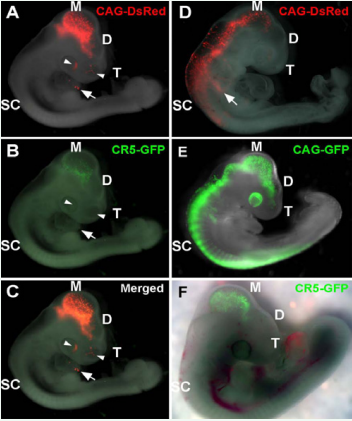 CR5 directs mesencephalon-specific GFP expression in  developing chick CNS. Expression of GFP was examined in the developing  brain of E3-E4 embryos after in ovo electroporation at E2 (i.e., HH stage10-12).  The control CAG-DsRed+ cells (A and D) and CAG-GFP+ cells (E) were found in  the eye, telencephalon, diencephalon, mesencephalon, spinal cord of the CNS  and also in the non-CNS tissues, e.g., skin (arrowheads) and heart (arrow).  Expression of CR5-GFP was restricted in the mesencephalon (B, C and F).  T, telencephalon; D, diencephalon; M, mesencephalon; SC, spinal cord