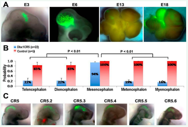 CR5 and its subregions direct GFP expression at various stages during chick embryonic development. (A) GFP expression mediated by CR5 in chick developing brain at E3, E6, E13, and E18 after in ovo electroporation at E2 (HH stage 10-12). (B) Quantification shows that CR5 directs GFP expression predominantly in the mesencephalon (For each stage, n ? 4. p < 0.01). (C) GFP expression derived by CR5 subregions (CR5.2-CR5.6) in chick developing brain at E3 after in ovo electroporation at E2 (HH stage 10-12). The number of samples with reporter GFP expression in various developing subregions of the CNS is listed in Tables 3 and 4