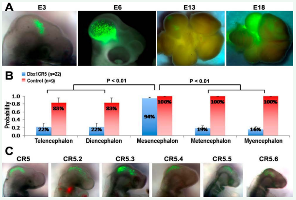 CR5 and its subregions direct GFP expression at various stages during chick embryonic development. (A) GFP expression mediated by CR5 in chick  developing brain at E3, E6, E13, and E18 after in ovo electroporation at E2 (HH stage 10-12).  (B) Quantification shows that CR5 directs GFP expression predominantly in the mesencephalon (For each stage, n ? 4. p < 0.01).  (C) GFP expression derived by CR5 subregions (CR5.2-CR5.6) in chick developing brain at E3 after in ovo electroporation at E2 (HH stage 10-12). The number of samples  with reporter GFP expression in various developing subregions of the CNS is listed in Tables 3 and 4