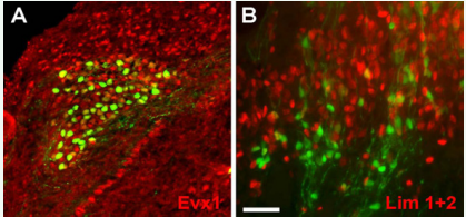 CR5-GFP+ cells in late chick embryos contain various neuronal types. Transverse sections of optic tectum (mesencephalon) from E18 (A) and E13 (B) embryos after in ovo electroporation at E2. CR5-GFP+ cells were co-labeled with Evx1 (A) and Lim1+2 (B). Scale bar = 50?m