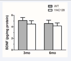 Levels of total BDNF in the striatum of YAC128 mice compared to WT mice at 3 and 6 months of age, as determined by ELISA. Levels of BDNF were expressed as pg per mg protein. Results are presented as means ± SEM (n=6-7/ group).