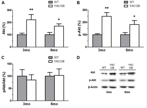 Western-blot analysis of Akt in the striatum of YAC128 mice at 3 and 6 months of age. Quantification of Akt (A) and p-Akt (B) revealed a significant increase in their immunocontent at both time points, but no alteration was found in the ratio p-Akt/Akt (C). Representative western-blots showing Akt, p-Akt, and ß-actin (loading control) immunoreactivity in early symptomatic YAC128 mice and their age-matched WT controls (D). Values are presented as mean ± SEM (n=6-8/group). **p<0.01 or *p<0.05 in comparison to age-matched WT animals.