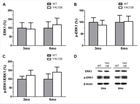 Western-blot analysis of ERK1 in the striatum of YAC128 mice at 3 and 6 months of age. Quantification of ERK1 (A), p-ERK1 (B) and the ratio p-ERK1/ERK1 (C) did not reveal significant alterations when compared to age-matched WT animals. Representative western-blots showing ERK1, p-ERK1, and ß-actin (loading control) immunoreactivity in early symptomatic YAC128 mice (D). Values are presented as mean ± SEM (n=6-8/group).